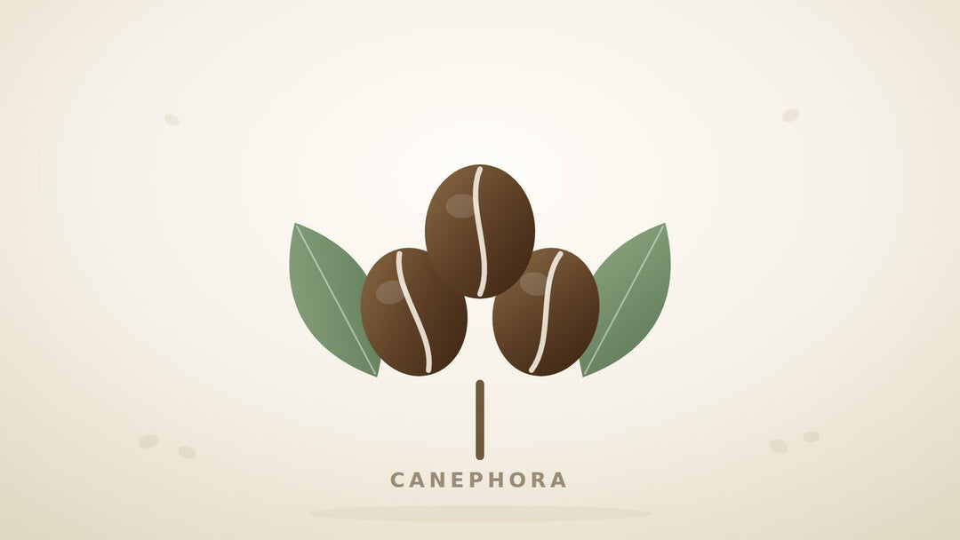 Illustration mehrerer runder Canephora-Kaffeebohnen mit Blättern